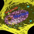 neuron-axon-parts-labelled-detail-3d-model-blend-4.jpg Neurona axón partes etiquetadas detalle modelo 3D