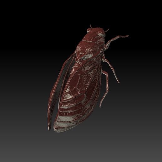 2.jpg Цикада 3D модель