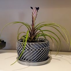 Shelf-Front-1.jpg Intertwined Twist (Indoor/Desktop) Succulent Planter