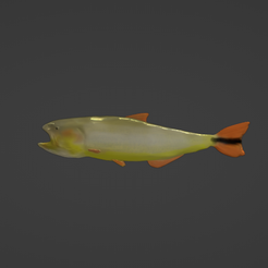 1.png Dorado Fish / Pez Dorado Sudamericano