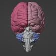 14.png 3D Model of Skull with Brain and Brain Stem - best version