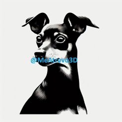 10.jpeg Pinscher nain #10