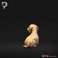 Dachshund-Miniature-Smooth-Haired-Pose-09-Dog-3D-Print-6s.jpeg Dachshund Miniature Smooth Haired Pose 09