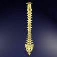 vertebrae-vertebral-column-labelled-text-detail-3d-model-blend-5.jpg Vertebrae vertebral column labelled text detail 3D model