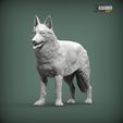 Swiss-white-shepherd2.jpg Swiss white shepherd 3D print model