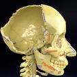 skull-labelled-anatomy-text-ldetailed-3d-model-blend-12.jpg skull labelled anatomy text detailed 3D