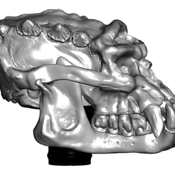 TSside.png Archivo STL gratis REPOST: Troll Skull Cane Topper・Modelo de impresión 3D para descargar, ToaKamate
