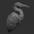 16.jpg Grey Heron bust