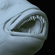 Dentex-mouth-statue-69.png fish Common dentex / dentex dentex open mouth statue detailed texture for 3d printing