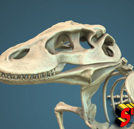 komodo-dragon-skeleton-3d-model-obj-fbx-stl-3.jpg Komodo Dragon Skeleton 3D printable Model