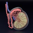 testis-anatomy-histology-3d-model-blend-64.jpg testis anatomy histology 3D model