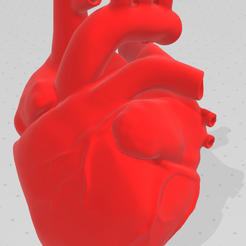 heart.png Heart Anatomical