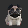 IMG_3558.jpg baby pug