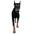 0.jpg DOG DOG DOWNLOAD Dóberman 3d model Animated for Blender - fbx - unity - maya - unreal - c4d - 3ds max - 3D printing DOBERMAN DOG DOG PET CANINE POLICE WOLF DOG