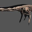 02.jpg Tanystropheus complete 3D anatomy