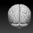 Brain4.png Human Brain Structure ( Educational Prints )