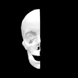 Screen-Shot-2023-02-03-at-2.45.54-PM.png 3D file Half Skull Anatomical Model・Model to download and 3D print