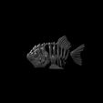 3.jpg piranha, articulated skeleton
