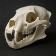 Cranio-onça.png Crâne de jaguar