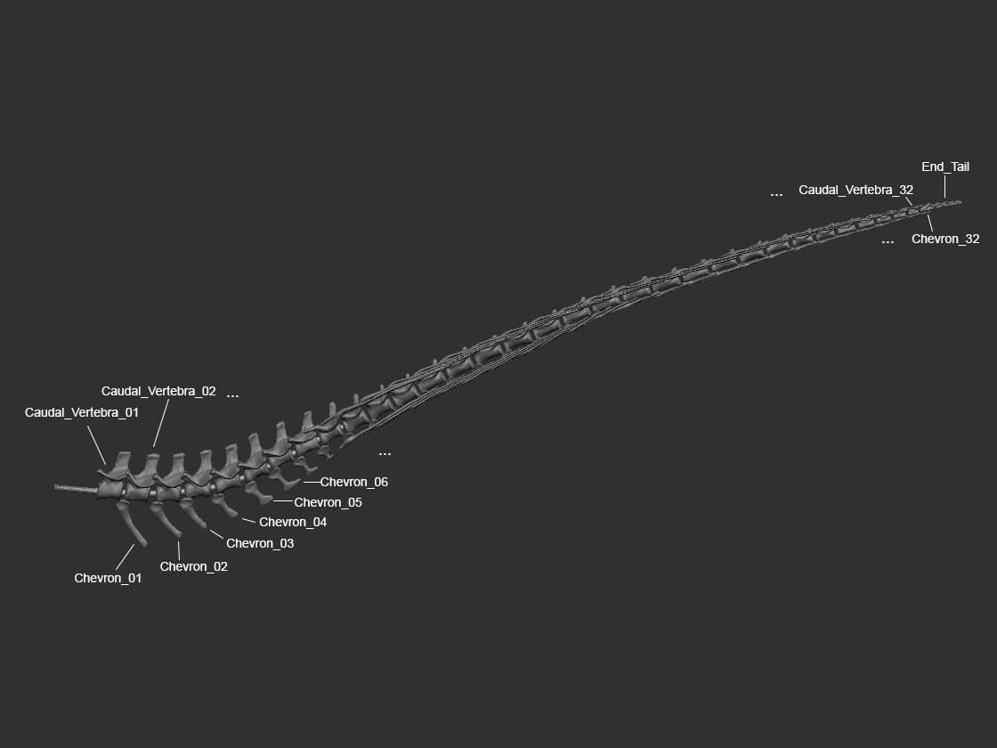 Ref_01.jpg -Datei Skeleton of Vélociraptor real size Part04/05 herunterladen • 3D-druckbare Vorlage, Inhuman_species