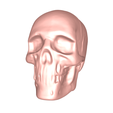 model-1.png Skull no.1