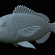 Dentex-statue-1-45.png fish Common dentex / dentex dentex statue underwater detailed texture for 3d printing