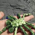 20240221_154244.jpg flexi facehugger - print in place - fidget toy - Higher Texture Version