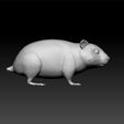 hams2.jpg Hamster - hamster 3d model for 3d print