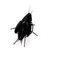 0QQ.jpg COCKROACH - DOWNLOAD Cockroach 3d model - animated for blender-fbx-unity-maya-unreal-c4d-3ds max - 3D printing COCKROACH COCKROACH