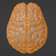 8.png 3D Model of Human Brain v3