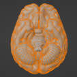7.png 3D Model of Human Brain v3