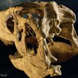 utahraptor-03.jpg Utahraptor dinosaur skull