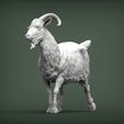 Goat2.jpg Goat 3D print model