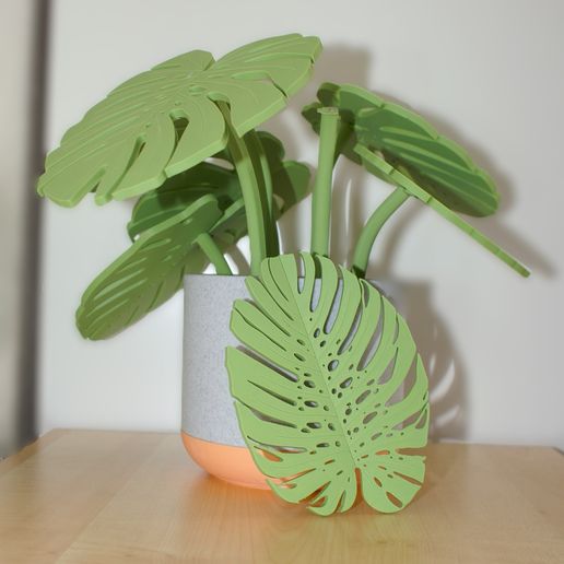 monstera minima climbing Philodendron Minima / Mini Monstera (Rhaphidophora tetrasperma) Plant –  Jungle Relics
