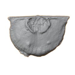 G176a.jpg STL file Ordovician brachiopod 21・Model to download and 3D print