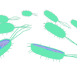 Prokaryotic_Color.png Prokaryotic Bacteria Cell Anatomy