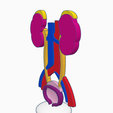 urinary-system2.png Urinary System