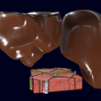 Screenshot-35.png Liver histology anatomy labelled