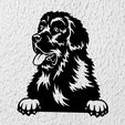 Sin-título.jpg Newfoundland dog wall decoration wall mural pet picture dog deco wall house Pet
