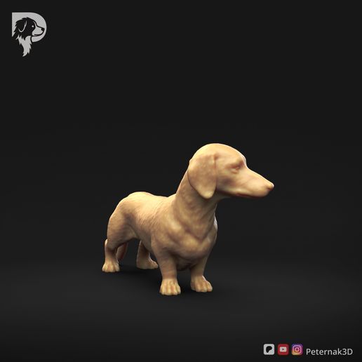 Dachshund-Smooth-Haired-Pose-03-Dog-3D-Print-2s.jpeg Teckel à poil lisse Pose 03
