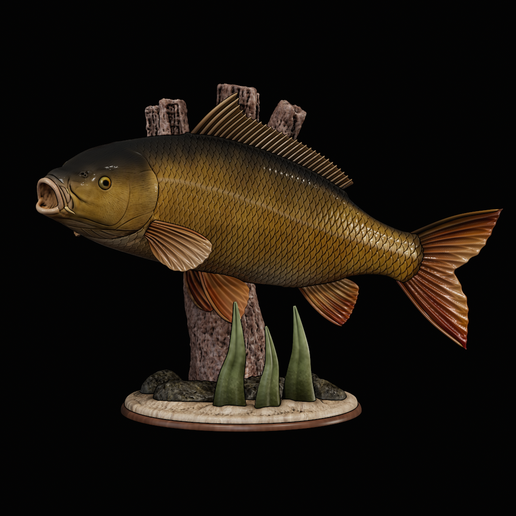 🎏 COMMON CARP (CYPRINUS CARPIO) fish trophy in motion sculpture ...