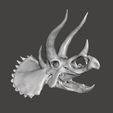 2.jpg Stegoceratops Dinosaur Skull Skeleton