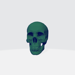 skull04-01.png Figure of skull