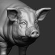 9.jpg PIG