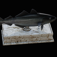 coalfish-statue-box-1-20.png fish coalfish / Pollachius virens with storage space / for 3d printing
