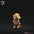 Dachshund-Miniature-Smooth-Haired-Pose-06-Dog-3D-Print-1s.jpeg Teckel miniature à poil lisse Pose 06