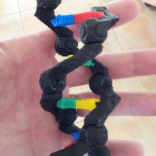 2013-02-28_19.15.21_display_large.jpg Educational DNA Model