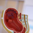 WhatsApp-Gorsel-2025-08-02-saat-12.44.07_2e5c1e50.jpg Anatomy Model of Pregnancy Pelvis