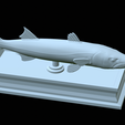 Barracuda-base-34.png fish great barracuda / Sphyraena barracuda statue detailed texture for 3d printing