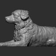 australian-shepherd12.jpg Australian shepherd 3D print model